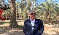پیش‌بینی برداشت ۲۵۰ هزار تن و صادرات ۶۵ هزار تن خرما در جنوب کرمان