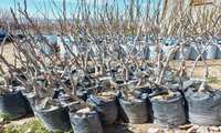 توزیع ۶۵۰۰ اصله انواع نهال (گونه های سردسیری) دارای شناسه و گواهی بهداشت در منطقه جنوب کرمان