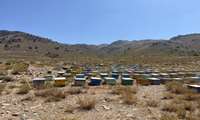 بازدید از ایستگاه پرورش ملکه زنبورعسل و بررسی روند اجرای طرح اصلاح نژاد