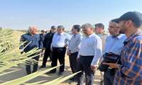 بازدید استاندار از باغات گردوی پکان و خرمای مجول در جنوب کرمان