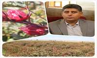 پیش‌بینی تولید 17 تن چای ترش در شهرستان رودبار جنوب