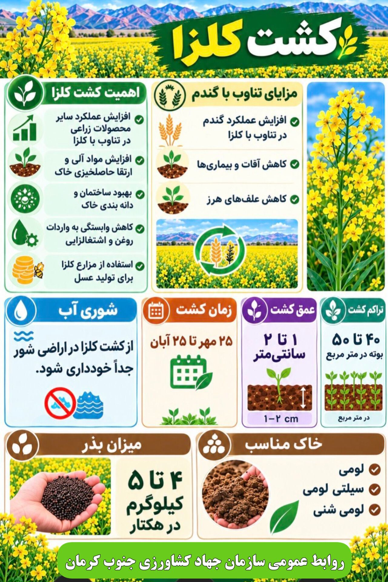 اهمیت کشت محصول کلزا